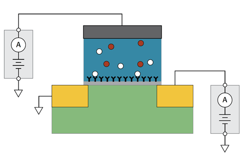 BioFET Schematic